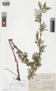 Artemisia macrantha Ledeb., Siberia, Altai & Sayany Mountains (S2) (Russia)