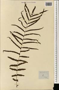 Pteris longifolia L., South Asia, South Asia (Asia outside ex-Soviet states and Mongolia) (ASIA) (Philippines)