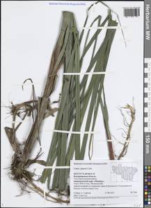 Carex riparia Curtis, Eastern Europe, Central region (E4) (Russia)