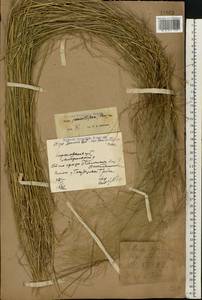 Stipa pennata L., Eastern Europe, North Ukrainian region (E11) (Ukraine)