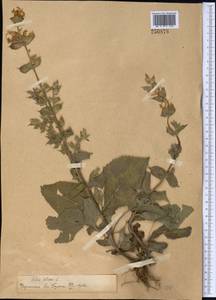 Salvia sclarea L., Middle Asia, Pamir & Pamiro-Alai (M2)