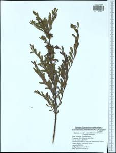 Spiraea crenata L., Eastern Europe, Central region (E4) (Russia)