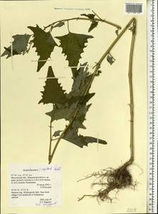 Atriplex sagittata Borkh., Eastern Europe, Moscow region (E4a) (Russia)