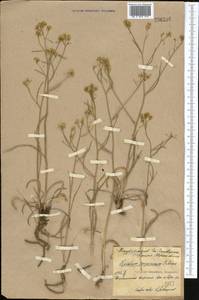 Lepidium songaricum Schrenk, Middle Asia, Northern & Central Kazakhstan (M10) (Kazakhstan)