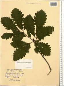 Quercus petraea subsp. polycarpa (Schur) Soó, Caucasus, North Ossetia, Ingushetia & Chechnya (K1c) (Russia)