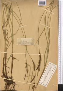 Carex songorica Kar. & Kir., Middle Asia, Dzungarian Alatau & Tarbagatai (M5) (Kazakhstan)
