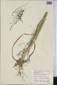 Glyceria grandis S.Watson, America (AMER) (Canada)