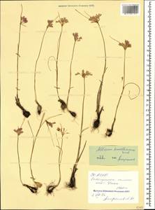 Allium kunthianum Vved., Caucasus, North Ossetia, Ingushetia & Chechnya (K1c) (Russia)