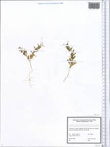 Lamiaceae, Middle Asia, Syr-Darian deserts & Kyzylkum (M7) (Uzbekistan)
