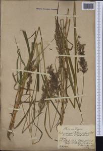 Calamagrostis villosa (Chaix) J.F.Gmel., Western Europe (EUR)