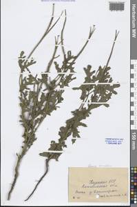 Glaucium corniculatum (L.) Rudolph, Middle Asia, Caspian Ustyurt & Northern Aralia (M8) (Kazakhstan)