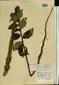 Verbascum ovalifolium Donn. Sm. ex Sims, Eastern Europe, South Ukrainian region (E12) (Ukraine)