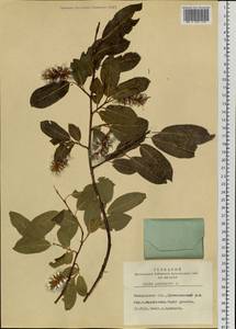 Salix pentandra L., Siberia, Altai & Sayany Mountains (S2) (Russia)