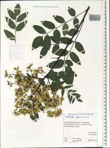 Styphnolobium japonicum (L.)Schott, Caucasus, Georgia (K4) (Georgia)
