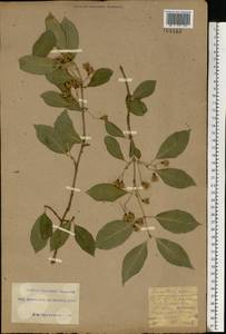 Euonymus europaeus L., Eastern Europe, South Ukrainian region (E12) (Ukraine)