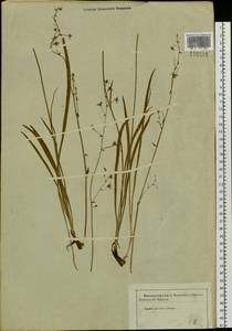 Anticlea sibirica (L.) Kunth, Siberia (no precise locality) (S0) (Russia)