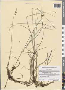 Carex limosa L., Eastern Europe, Northern region (E1) (Russia)