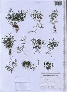 Boreoselaginella borealis (Kaulf.) Li Bing Zhang & X. M. Zhou, Siberia, Baikal & Transbaikal region (S4) (Russia)