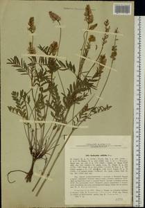 Onobrychis viciifolia Scop., Eastern Europe, South Ukrainian region (E12) (Ukraine)