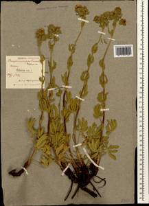 Potentilla recta L., Caucasus, North Ossetia, Ingushetia & Chechnya (K1c) (Russia)