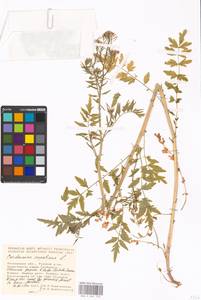 Cardamine impatiens L., Eastern Europe, Moscow region (E4a) (Russia)