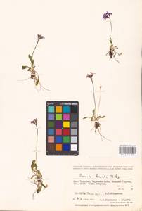 Primula borealis Duby, Siberia, Chukotka & Kamchatka (S7) (Russia)