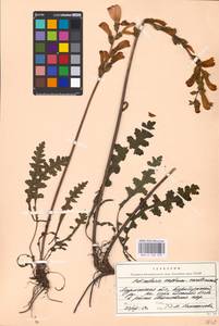 MHA 0 162 299, Pedicularis sceptrum-carolinum, Eastern Europe, Northern region (E1) (Russia)