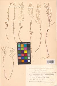 Descurainia sophia (L.) Webb ex Prantl, Eastern Europe, Lower Volga region (E9) (Russia)