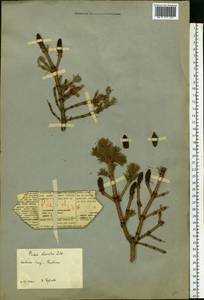 Picea obovata Ledeb., Eastern Europe, Northern region (E1) (Russia)