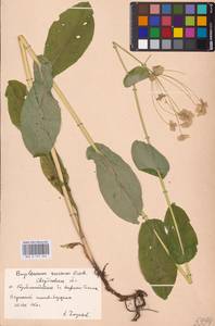 Bupleurum aureum Fisch., Eastern Europe, Eastern region (E10) (Russia)