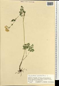 Thalictrum petaloideum L., Mongolia (MONG) (Mongolia)