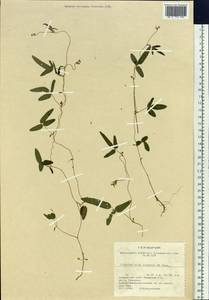 Glycine max subsp. soja (Siebold & Zucc.)H.Ohashi, Siberia, Russian Far East (S6) (Russia)