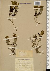 Scutellaria oreophila Grossh., Caucasus, Krasnodar Krai & Adygea (K1a) (Russia)