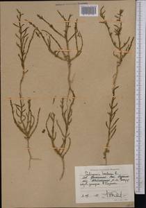 Salicornia europaea (Moss) Lambinon & Vanderp., Middle Asia, Caspian Ustyurt & Northern Aralia (M8) (Kazakhstan)