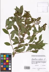 Ligustrum vulgare L., Eastern Europe, Moscow region (E4a) (Russia)