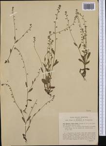 Myosotis discolor Pers., Western Europe (EUR) (Italy)