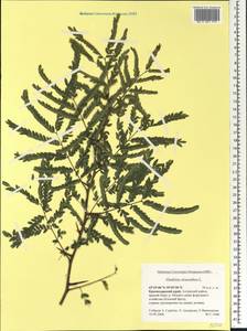 Gleditsia triacanthos L., Caucasus, Black Sea Shore (from Novorossiysk to Adler) (K3) (Russia)