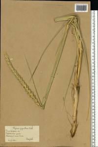 Leymus racemosus (Lam.) Tzvelev, Eastern Europe, Lower Volga region (E9) (Russia)