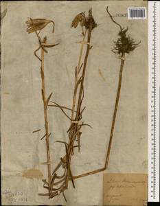 Lilium leichtlinii var. maximowiczii (Regel) Baker, South Asia, South Asia (Asia outside ex-Soviet states and Mongolia) (ASIA) (Japan)