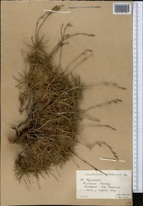Acantholimon alatavicum Bunge, Middle Asia, Western Tian Shan & Karatau (M3) (Kazakhstan)