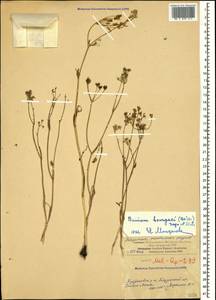 Bunium microcarpum (Boiss.) Freyn & Sint. ex Freyn, Caucasus, Armenia (K5) (Armenia)