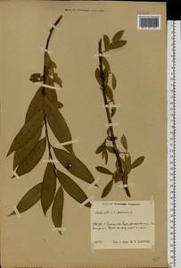 Salix alba × pentandra, Eastern Europe, Central region (E4) (Russia)