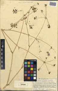 Autumnalia botschantzevii Pimenov, Middle Asia, Western Tian Shan & Karatau (M3) (Kazakhstan)