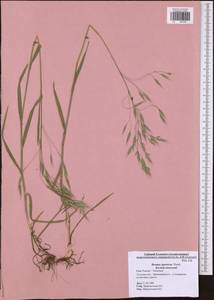 Bromus japonicus Houtt., Eastern Europe, Central region (E4) (Russia)