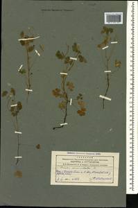 Oxalis corniculata L., Caucasus, Azerbaijan (K6) (Azerbaijan)