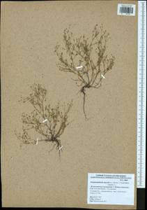 Psammophiliella muralis (L.) lkonn., Eastern Europe, Central region (E4) (Russia)