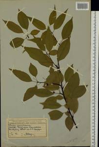 Prunus pensylvanica L. fil., Eastern Europe, Moscow region (E4a) (Russia)