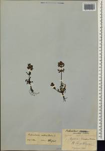 Pedicularis verticillata, Siberia, Yakutia (S5) (Russia)