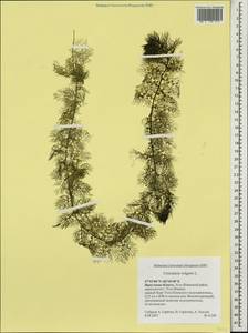 Utricularia vulgaris L., Siberia, Baikal & Transbaikal region (S4) (Russia)