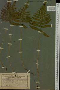 Phegopteris connectilis (Michx.) Watt, Siberia, Altai & Sayany Mountains (S2) (Russia)